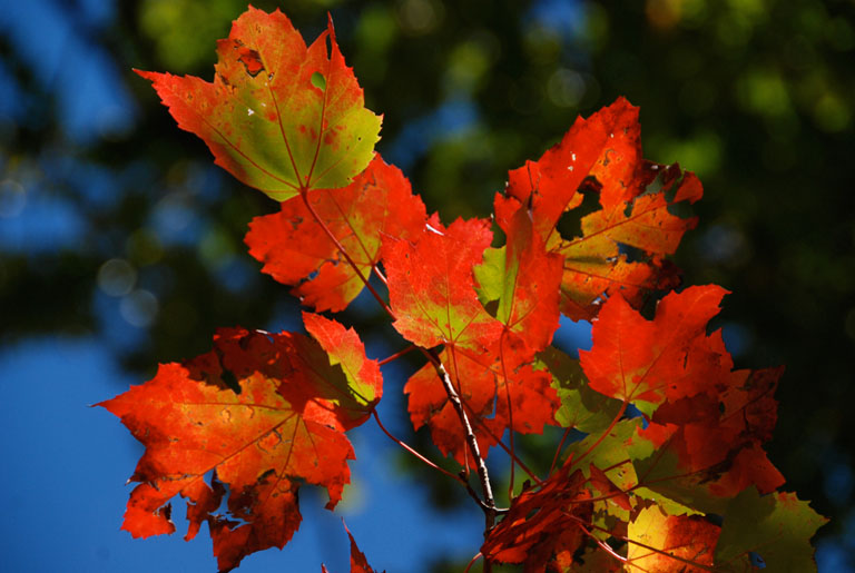 Mohonk Leaves